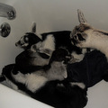 How Many Kids Can a Bath Tub Hold?