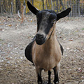 How To Care for Pregnant Goats