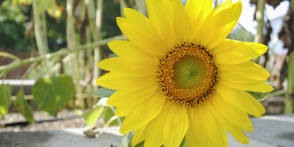sunflowers_blog