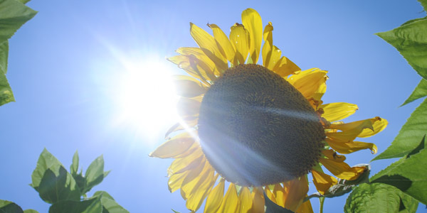 sunflowers_blog