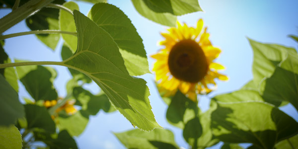 sunflowers_blog_1