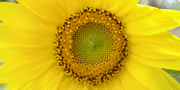 sunflowers_blog_2
