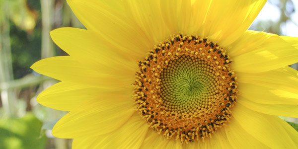 sunflowers_blog_3