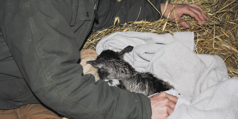 goat birth hazelnut_1