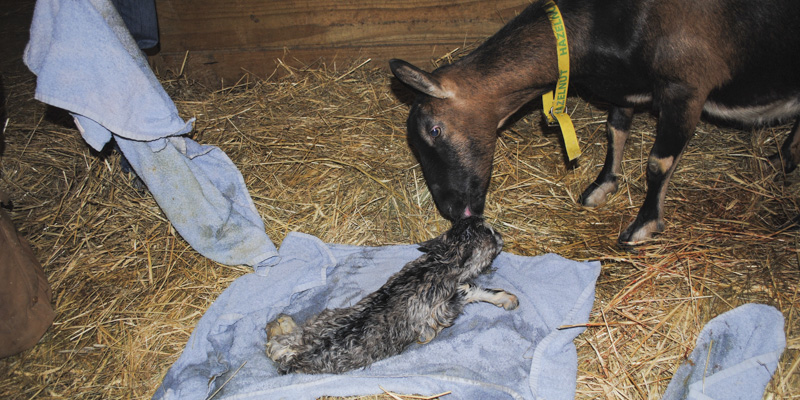 goat birth hazelnut_3