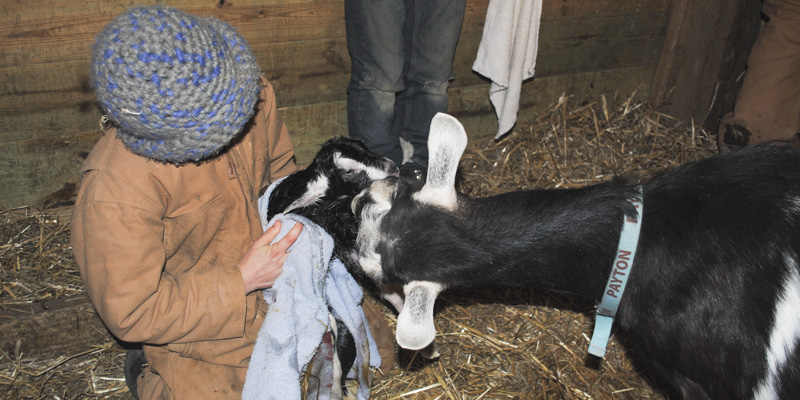 goat birth payton_2