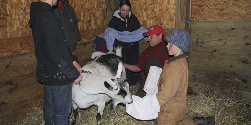 goat birth valley_1