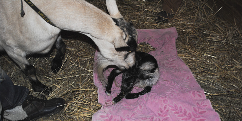 goat birth valley_2