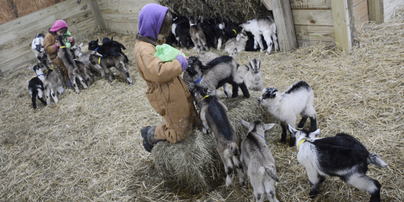Feeding Baby Goats