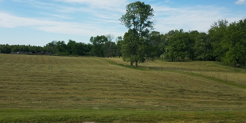 Freshly Cut Hay