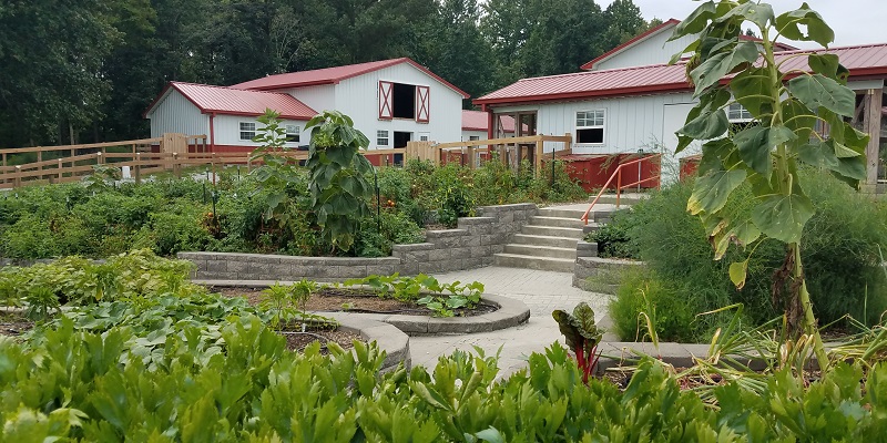 Organic Gardening at Goat Milk Stuff