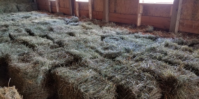 Salted Hay Bales Drying in the Loft