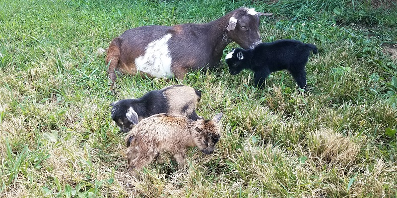 Nigerian Dwarf Goat Doe and Kids