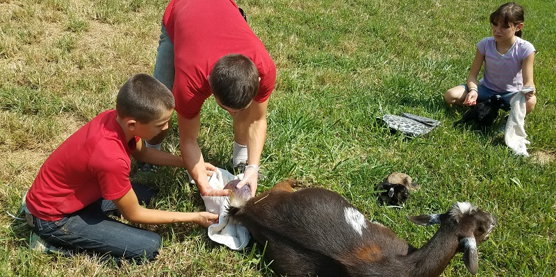 Nigerian Dwarf Goat Birth