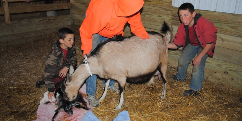 Goat Delivery Check for more Kids 