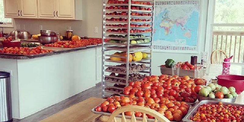 Tomato Harvest