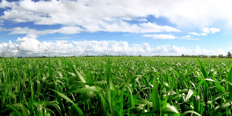 Monocropping with Pesticides and Herbicides